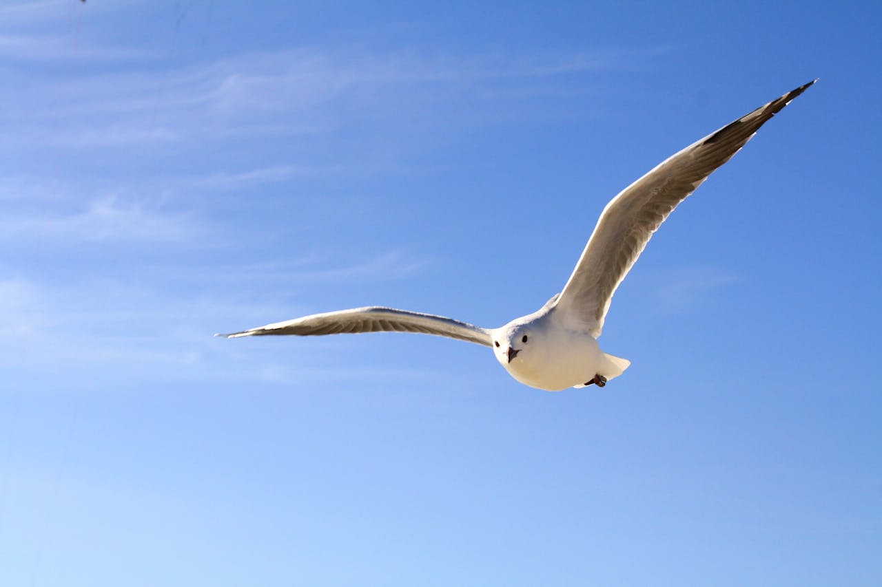 gull-sky-blue-fly-50685-50685.jpg